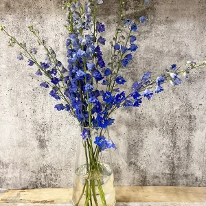 Delphinium bleu