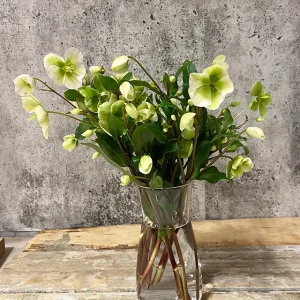 Hellébore blanche-verte