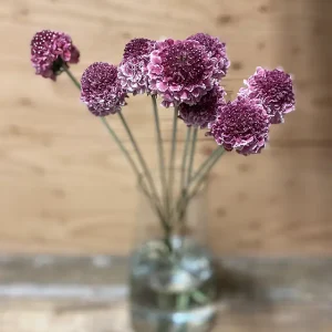 Scabieuse rose bourgogne