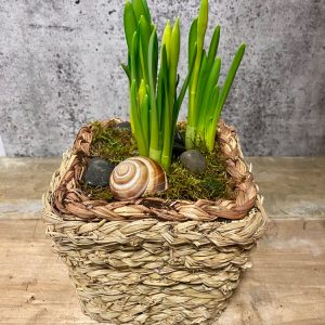 Narcisses (jonquilles) en panier d'osier