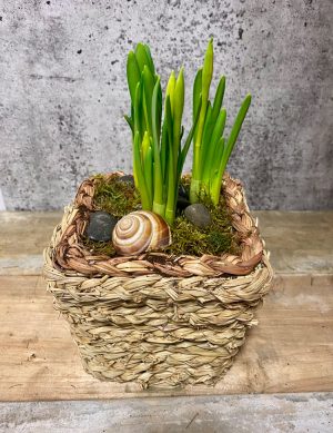Narcisses (jonquilles) en panier d'osier