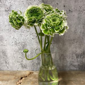 Renoncule pompon blanche et verte