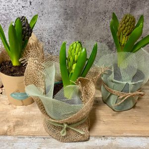 Jacinthe en format 4 po