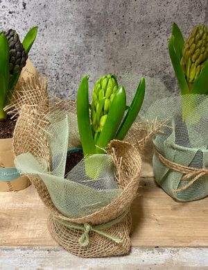 Jacinthe en format 4 po