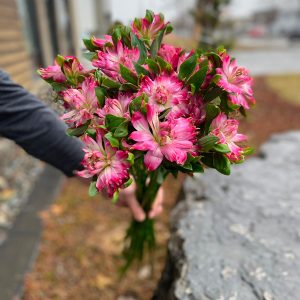 Alstroemeria rose