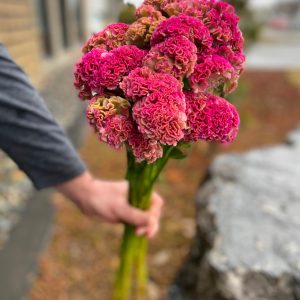 Celosia rose