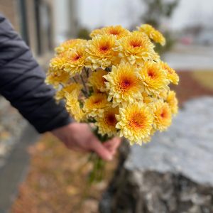 Chrysanthème pêche