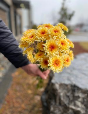 Chrysanthème pêche