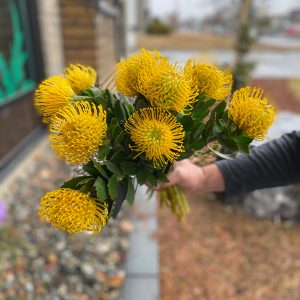 Leucospermum jaune