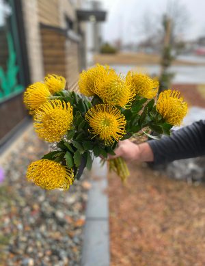 Leucospermum jaune