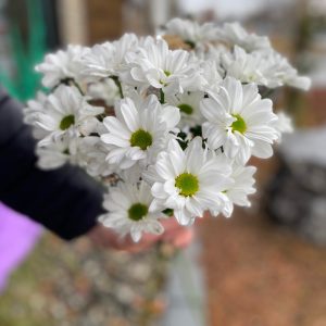 Marguerite blanche au coeur vert