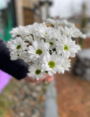 Marguerite blanche au coeur vert