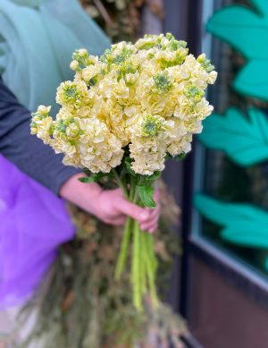 Matthiola jaune
