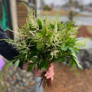 Astilbe blanc crème