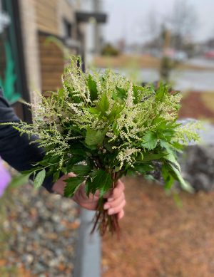 Astilbe blanc crème
