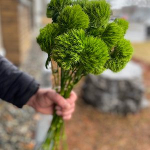 Dianthus pompon vert