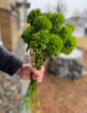 Dianthus pompon vert