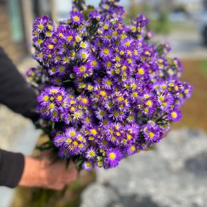 Aster mauve