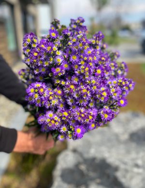Aster mauve