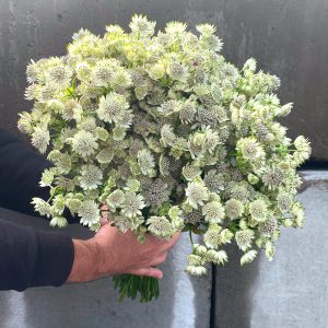 Astrantia blanc