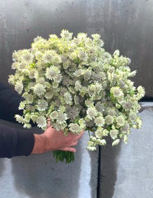 Astrantia blanc