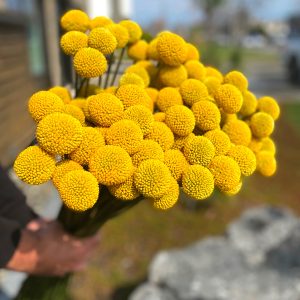 Craspédia jaune pompon