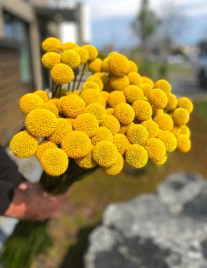 Craspédia jaune pompon