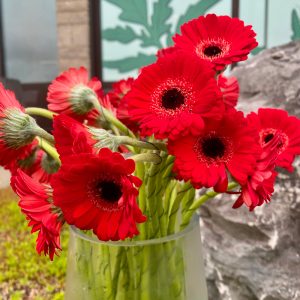 Germini rouge
