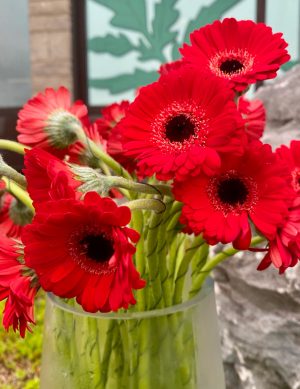 Germini rouge