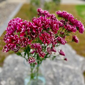 Chrysanthème fuchsia et blanc
