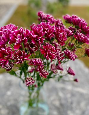 Chrysanthème fuchsia et blanc