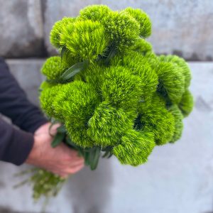 Dianthus vert pompon