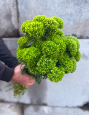 Dianthus vert pompon