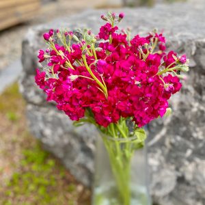 Giroflée fuchsia