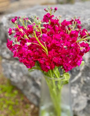 Giroflée fuchsia