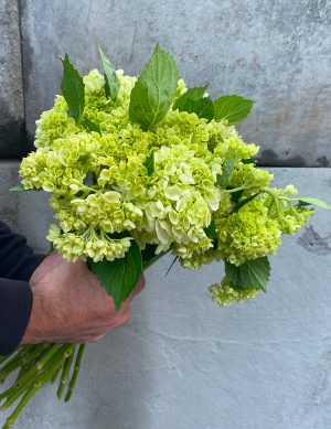 Hydrangea mini vert Mojito