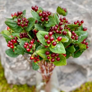 Hypericum bourgogne