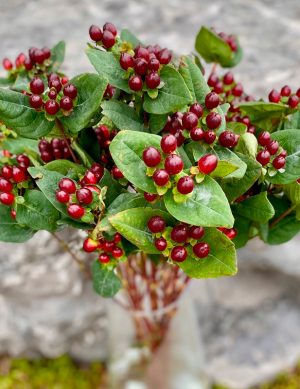 Hypericum bourgogne