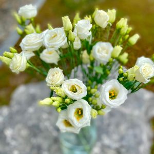 Lisianthus blanc