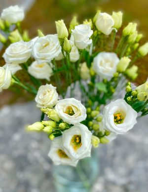 Lisianthus blanc