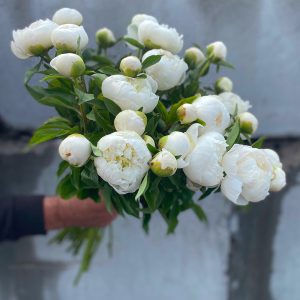 Pivoine blanche