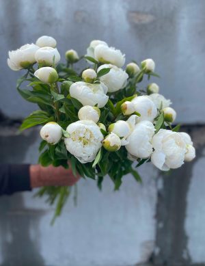 Pivoine blanche