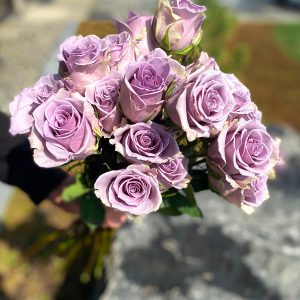 Rose violette