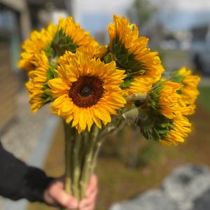 Tournesol grandeur moyen