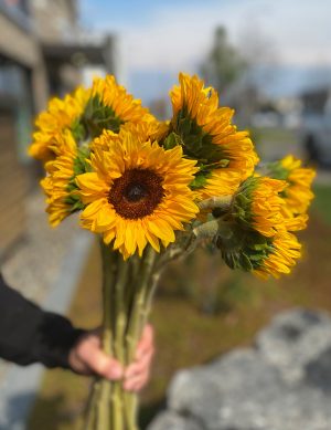 Tournesol grandeur moyen