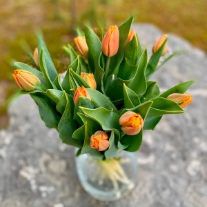 Tulipe de la Garance orange