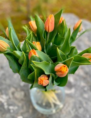 Tulipe de la Garance orange