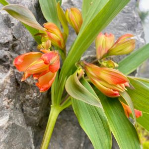 Alstroemeria Dancing Queen (orange)