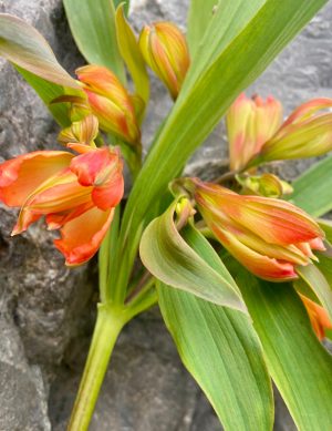 Alstroemeria Dancing Queen (orange)