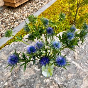 Eryngium Magnetar Qstar (bleu)